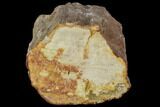 Polished Petrified Wood Limb - Madagascar #105086-1